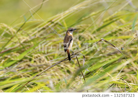 Red flycatcher that flew to the farmland in autumn 132587323