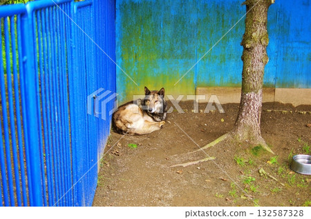 稚內市動物互動樂園的景色 132587328