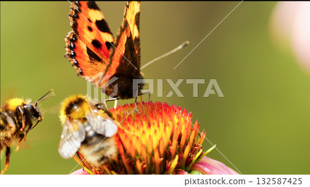 A beautiful butterfly Vanessa cardui together with a bee sit on the echinacea flower. Pollination of a flower close-up. A beautiful butterfly Vanessa cardui together with a bee sit on the echinacea flower. Pollination of a flower close-up. 132587425