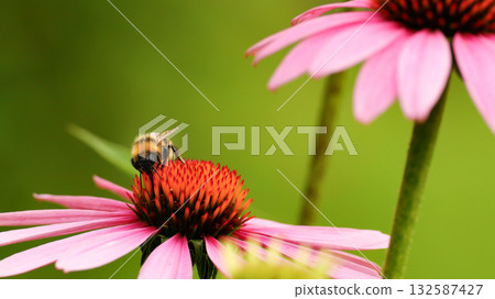 Bee sit on the echinacea flower. Pollination of a flower close-up. Bee sit on the echinacea flower. Pollination of a flower close-up. 132587427