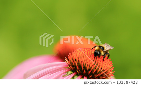 Bee sit on the echinacea flower. Pollination of a flower close-up. 132587428