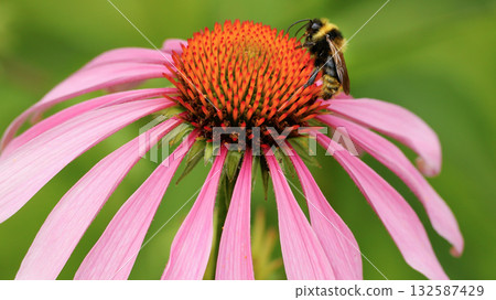 Bee sit on the echinacea flower. Pollination of a flower close-up. Bee sit on the echinacea flower. Pollination of a flower close-up. 132587429