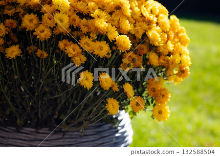 Vibrant yellow chrysanthemums in a woven basket against a blurred green background. Autumnal flower bush in full bloom outdoors on a backyard. Vibrant yellow chrysanthemums in a woven basket against a blurred green background. Autumnal flower bush in full bloom outdoors on a backyard. 132588504