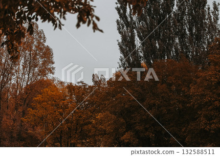 Autumn trees against a cloudy gloomy sky. A view of various trees with colorful autumnal leaves, under the overcast sky. Fall colors. Moody nature. Autumn trees against a cloudy gloomy sky. A view of various trees with colorful autumnal leaves, under the overcast sky. Fall colors. Moody nature. 132588511