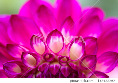 秋高氣爽的日子裡，色彩繽紛的大麗花盛開。 132588862