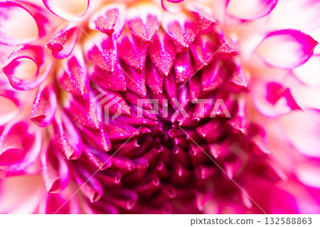 秋高氣爽的日子裡，色彩繽紛的大麗花盛開。 132588863