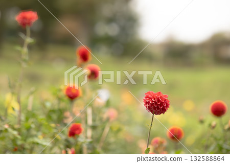 秋高氣爽的日子裡，色彩繽紛的大麗花盛開。 132588864