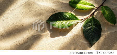 Tropical green leaves on sunlit beach sand Tropical green leaves on sunlit beach sand 132588962