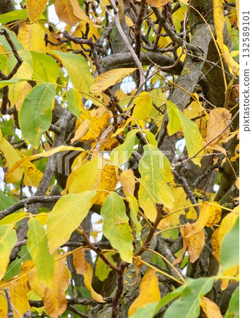 Autumn walnut tree branches with yellowed leaves and ripe walnuts still hanging, symbolizing end of season and beauty of harvest time. 132589101