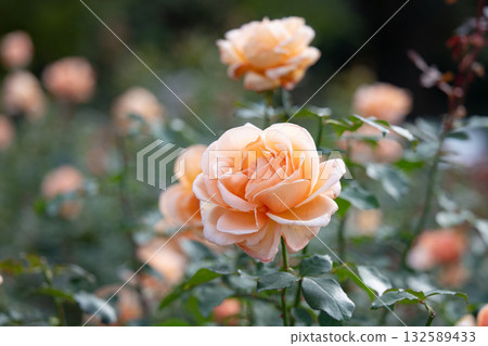 Roses in full bloom on a refreshing autumn day 132589433