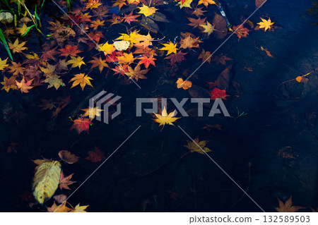 Autumn leaves falling on the water Autumn leaves falling on the water 132589503