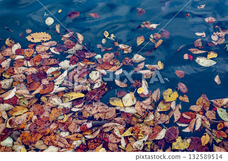 Autumn leaves falling on the water Autumn leaves falling on the water 132589514