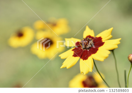 Harshagik Harshagik 132589803