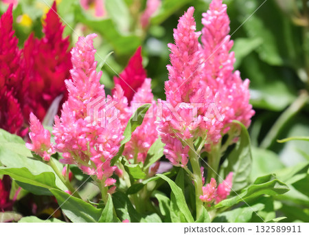 Celosia plumed cockscomb (lat.- Celosia argentea) 132589911