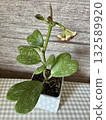 Hoya kerrii, general view in the room 132589920