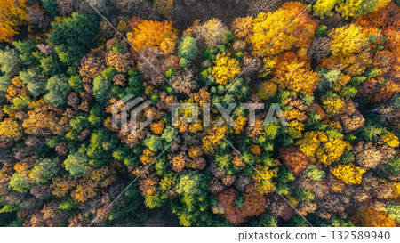 A top-down aerial photograph of a dense forest during autumn, showcasing a mix of green, yellow, orange, and brown trees. The image captures the rich texture and natural color palette of the season A top-down aerial photograph of a dense forest during autumn, showcasing a mix of green, yellow, orange, and brown trees. The image captures the rich texture and natural color palette of the season 132589940