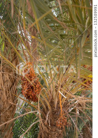 Date palm, phoenix dactylifera, with bunches of dates. Tunisia Date palm, phoenix dactylifera, with bunches of dates. Tunisia 132589991