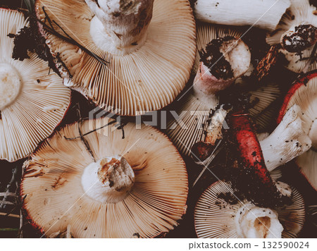 Close-up of freshly picked mushrooms with textured gills and earthy tones flatly. These wild mushrooms overhead macro shot. 132590024