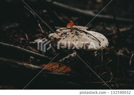Close-up of a white wild mushroom contrasting sharply against the dark forest background. The mushroom in its natural habitat. Autumn season nature. Close-up of a white wild mushroom contrasting sharply against the dark forest background. The mushroom in its natural habitat. Autumn season nature. 132590032