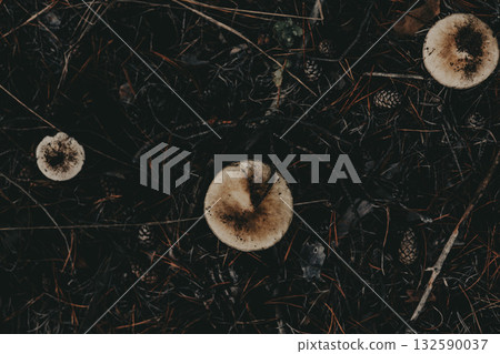 Three mushrooms in the forest floor with pine needles and pine cones viewed directly from above. White mushrooms nestled among forest debris. Three mushrooms in the forest floor with pine needles and pine cones viewed directly from above. White mushrooms nestled among forest debris. 132590037