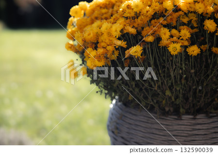 Vibrant yellow chrysanthemums in a woven basket against a blurred green background. Autumnal flower bush in full bloom outdoors on a backyard. Vibrant yellow chrysanthemums in a woven basket against a blurred green background. Autumnal flower bush in full bloom outdoors on a backyard. 132590039