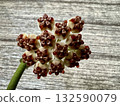 Hoya kerrii, general view in the room 132590079