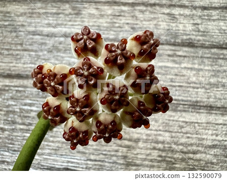 Hoya kerrii, general view in the room 132590079