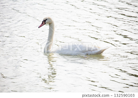 Teganuma的Cobb天鵝 Teganuma的Cobb天鵝 132590103