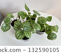Watermelon Peperomia leaves pattern grown at indoor house plants,Leaves of decorative houseplant Watermelon Peperomia.selectiv focus. 132590105
