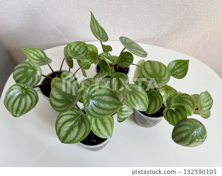 Watermelon Peperomia leaves pattern grown at indoor house plants,Leaves of decorative houseplant Watermelon Peperomia.selectiv focus. 132590105