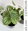 Watermelon Peperomia leaves pattern grown at indoor house plants,Leaves of decorative houseplant Watermelon Peperomia.selectiv focus. 132590106
