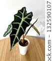 Alocasia Polly in white plastic pot on a wooden table 132590107
