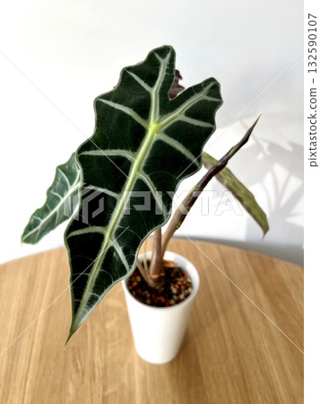 Alocasia Polly in white plastic pot on a wooden table Alocasia Polly in white plastic pot on a wooden table 132590107