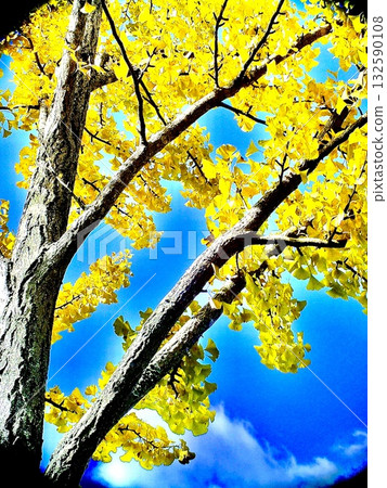 Golden ginkgo trees shining against the blue sky 132590108