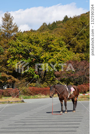秋季在榛名山騎馬 132590164
