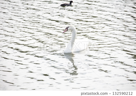 Teganuma的Cobb天鵝 132590212