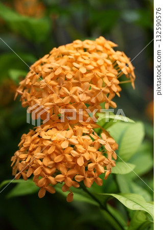 桑坦卡之花 桑坦卡之花 132590576