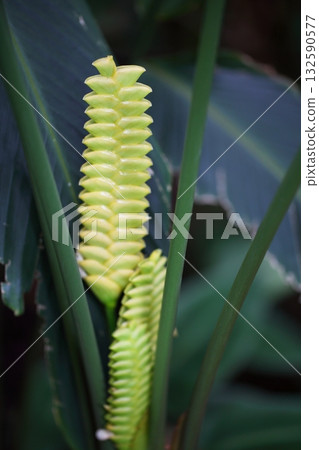 竹芋花穗 132590577