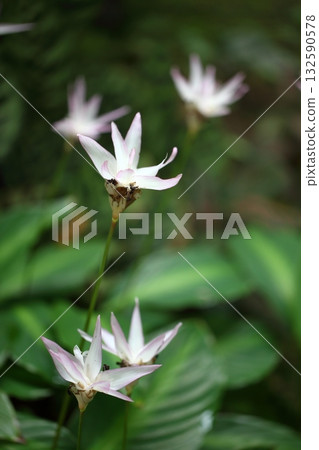 Caratea flower 132590578