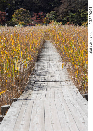 榛名山的秋天:湖畔木棧道 榛名山的秋天:湖畔木棧道 132590614