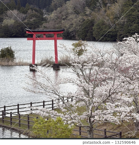 盛開的櫻花和紅色牌坊 132590646