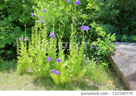 菊花的花朵 菊花的花朵 132590770