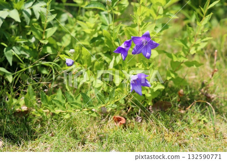 菊花的花朵 菊花的花朵 132590771