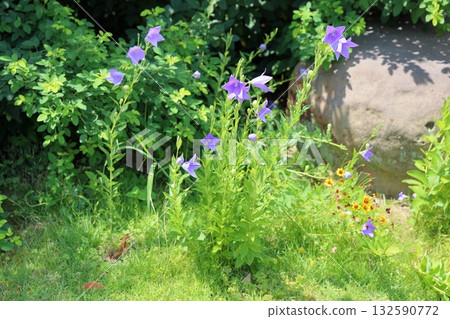 菊花的花朵 菊花的花朵 132590772