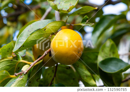 Persimmons left to ripen Persimmons left to ripen 132590785