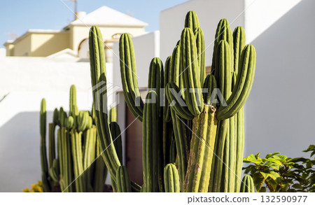 A green cactus on a white background, a cacti grows in the garden in a small cosy town. 132590977