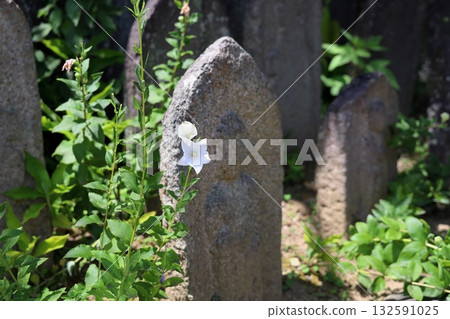 Refreshing Bellflower Stone Buddha Refreshing Bellflower Stone Buddha 132591025