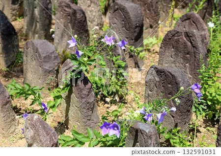 Refreshing Bellflower Stone Buddha Refreshing Bellflower Stone Buddha 132591031