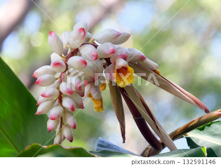 Shell ginger (lat.- Alpinia zerumbet) 132591146
