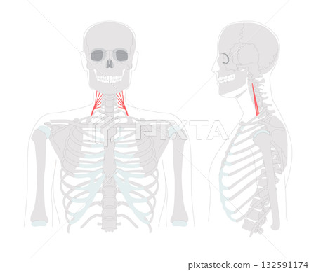 Middle scalene - Lateral cervical muscle illustrated in anatomy chart, raises the first rib and assists neck lateral 132591174